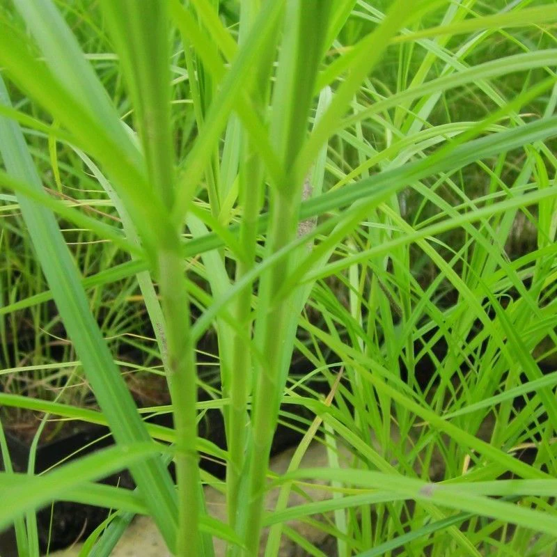 Anglo Aquatics Carex Muskingumensis 1 Litre - Image 2