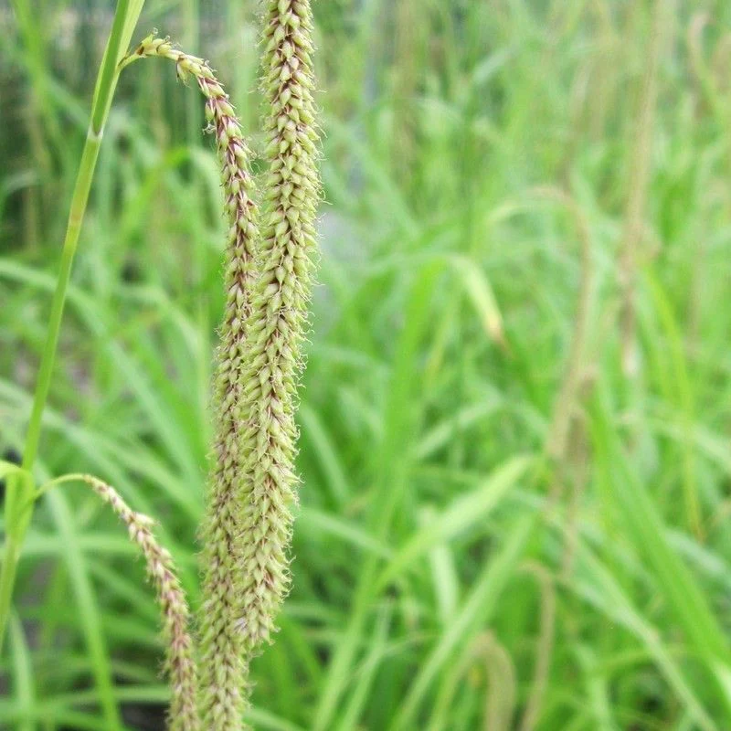 Anglo Aquatics Carex Pendula 3 Litre - Image 2