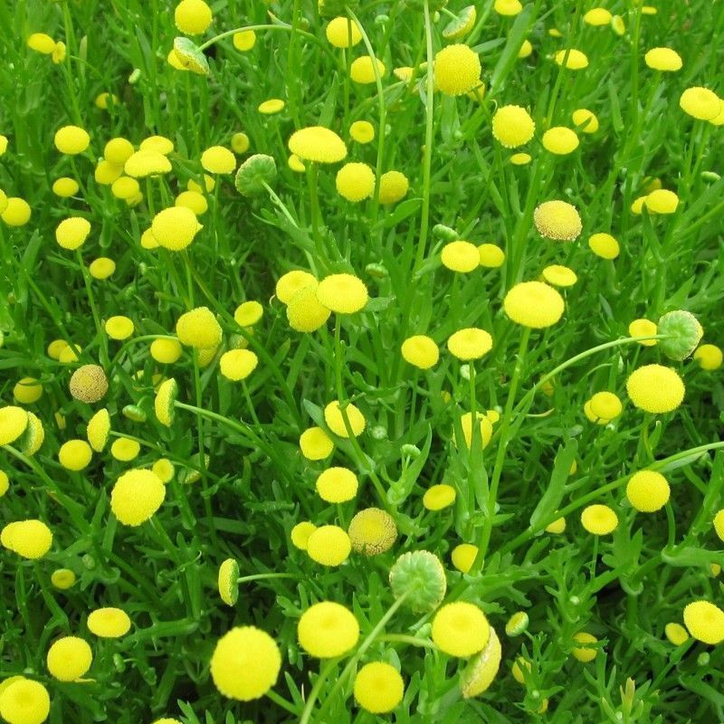 Anglo Aquatics Cotula Coronopifolia 1 Litre - Image 2