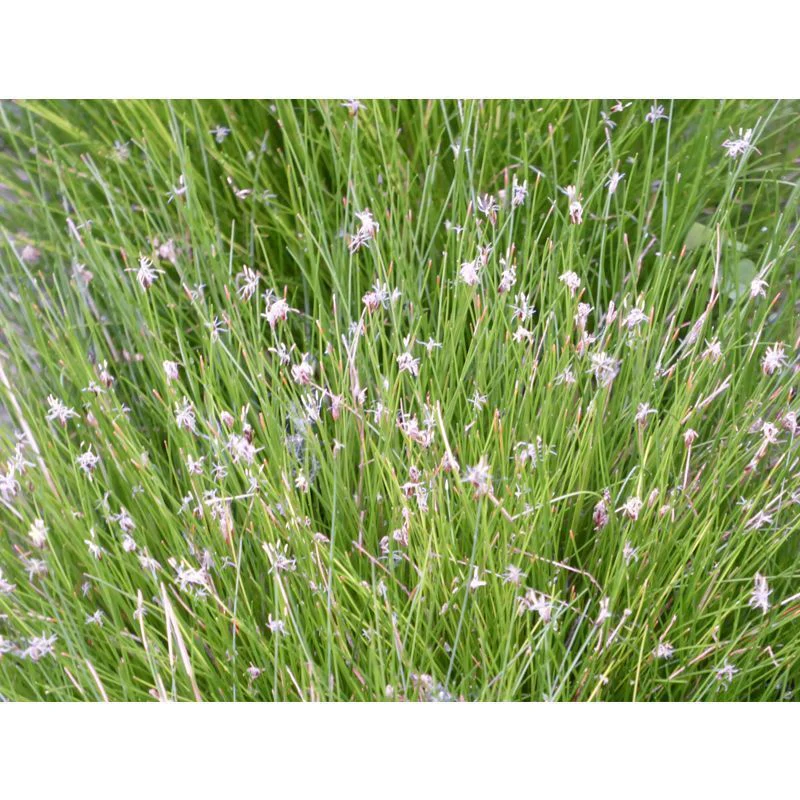 Anglo Aquatics Eleocharis Acicularis 1 Litre - Image 2