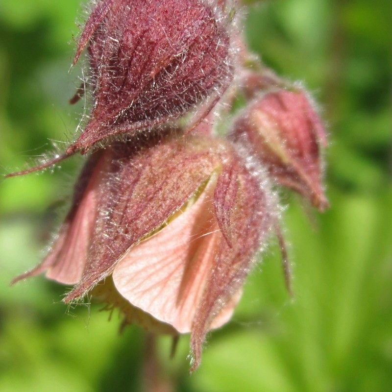 Anglo Aquatics Geum Rivale 3 Litre - Image 2