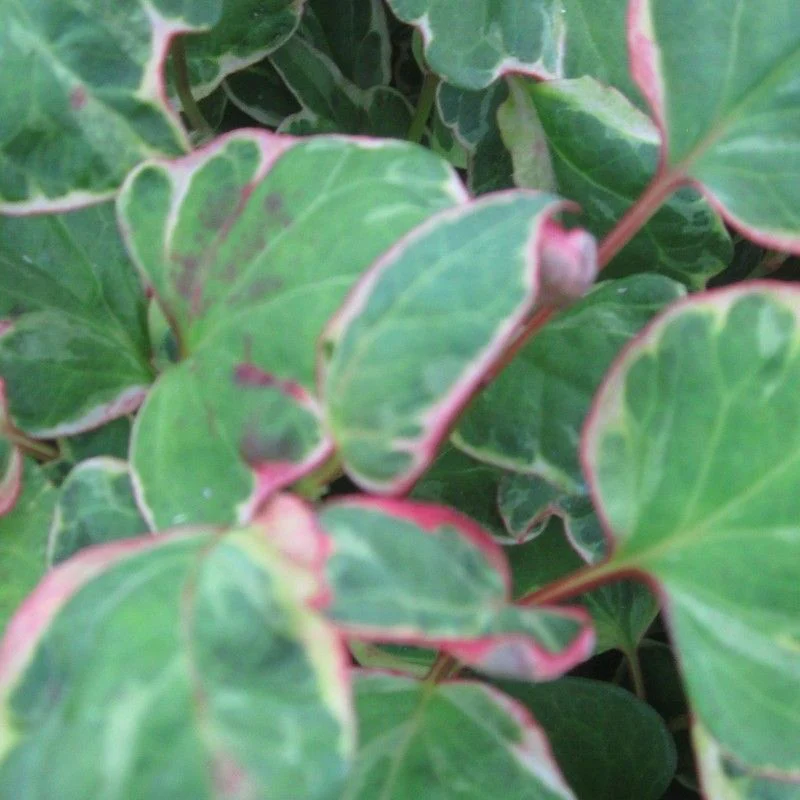 Anglo Aquatics Houttuynia Cordata 'Boo Boo' 1 Litre 3 Pack - Image 2