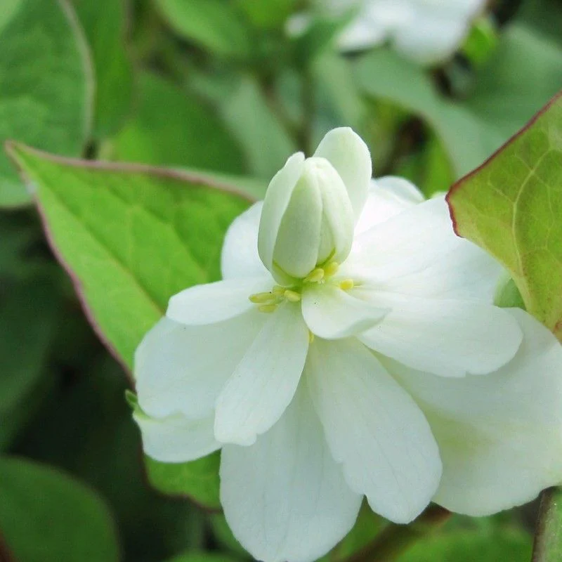 Anglo Aquatics Houttuynia Cordata 'Plena' 5 Litre - Image 2