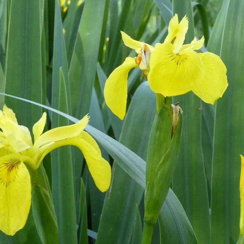Anglo Aquatics Iris Pseudacorus 9cm 3 Pack - Image 2