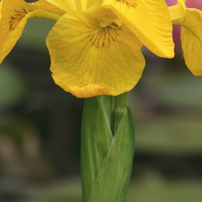 Anglo Aquatics Iris Pseudacorus 9cm 3 Pack - Image 3