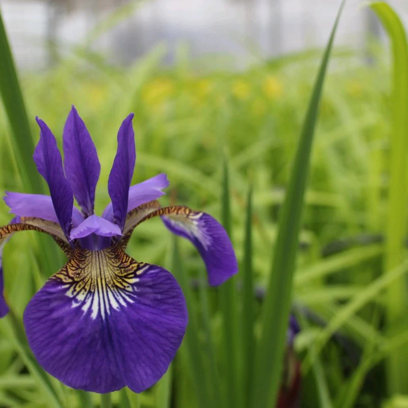 Anglo Aquatics Iris Sibirica 3 Litre - Image 3