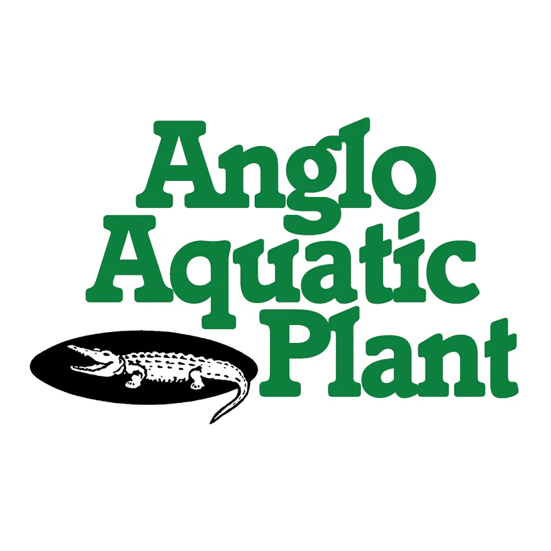 Anglo Aquatics Juncus Effusus 1 Litre 3 Pack - Image 3