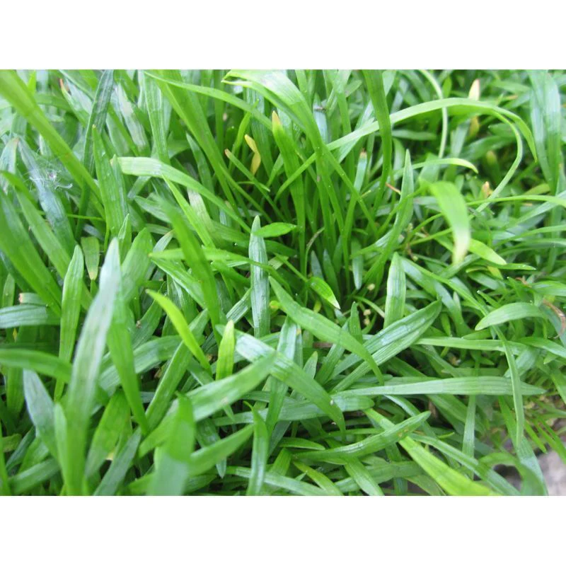 Anglo Aquatics Lilaeopsis Brasilensis 9cm 3 Pack - Image 2