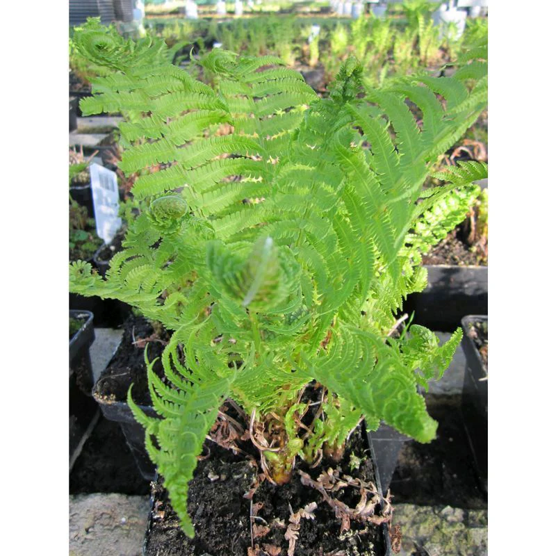 Anglo Aquatics Matteuccia Struthiopteris 9cm 3 Pack - Image 2