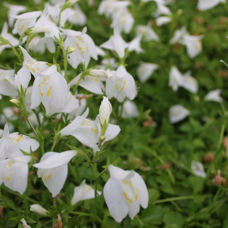 Anglo Aquatics Mazus Reptans 'Alba' 9cm 3 Pack - Image 2