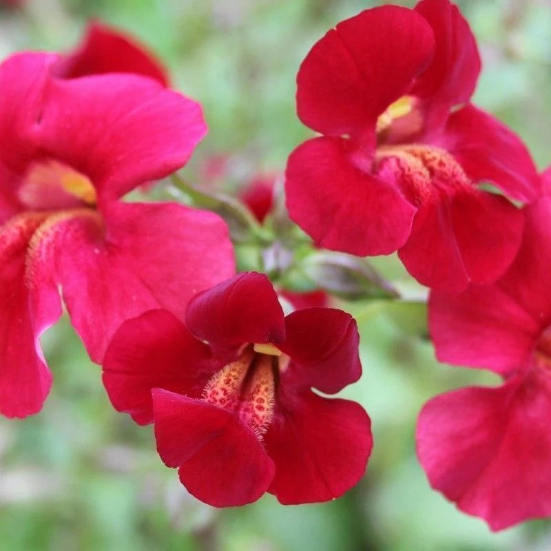 Anglo Aquatics Mimulus Cupreus 'Red Emperor' 9cm 3 Pack - Image 2