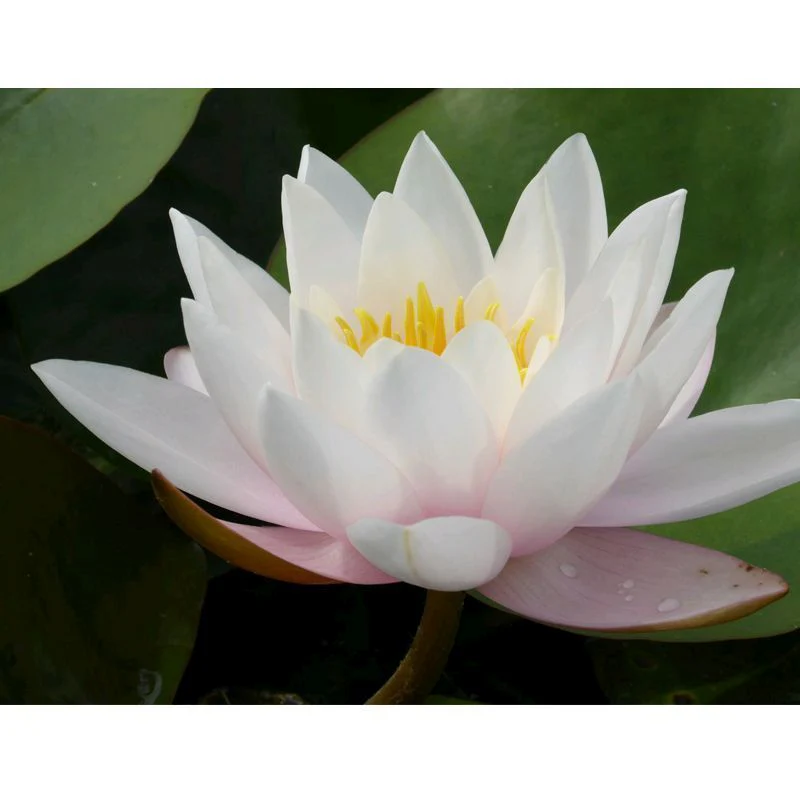 Anglo Aquatics Nymphaea Marliacea Carnea 3 Litre - Image 2