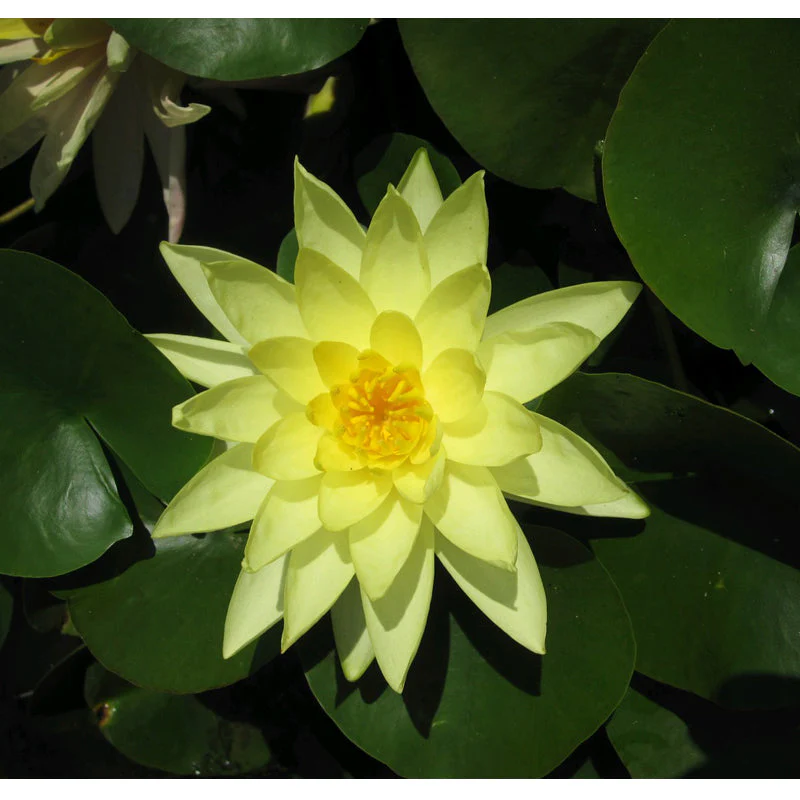 Anglo Aquatics Nymphaea Marliacea Chromatella 10 Litre - Image 3