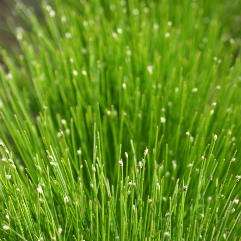 Anglo Aquatics Saururus Cernuus 1 Litre - Image 3