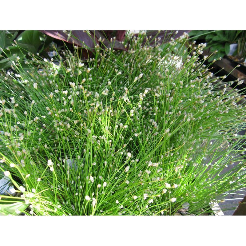 Anglo Aquatics Scirpus Cernuus 1 Litre - Image 2
