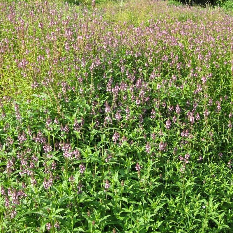 Anglo Aquatics Stachys Palustris 1 Litre 3 Pack - Image 2