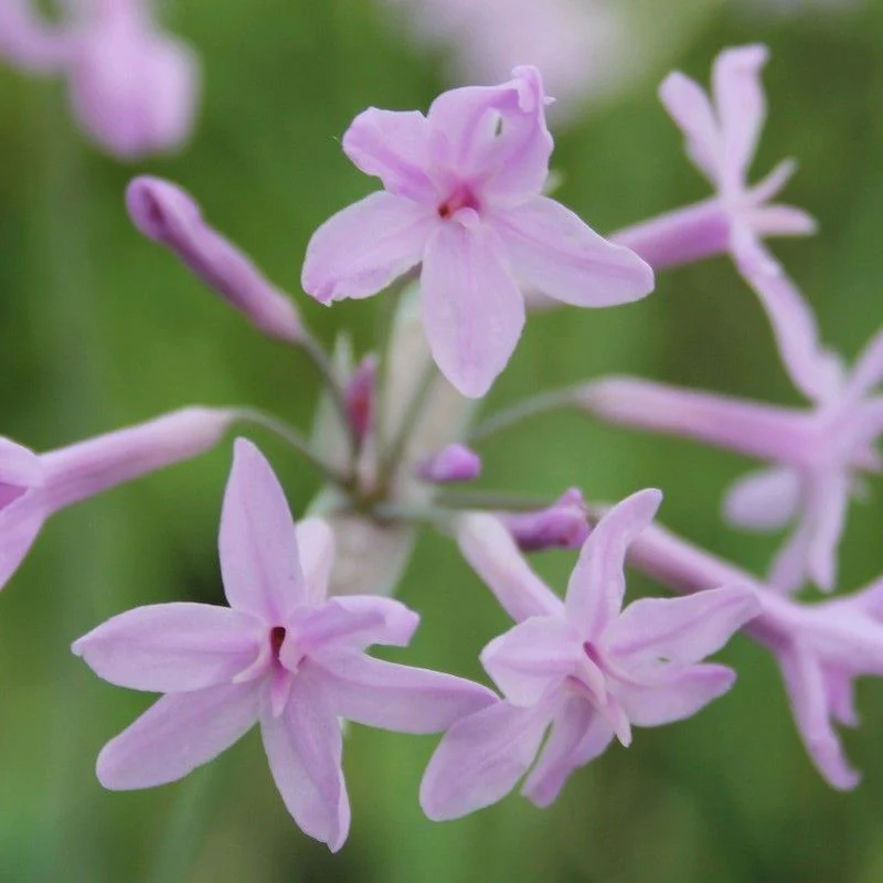 Anglo Aquatics Tulbaghia Violacea 9cm 3 Pack - Image 2