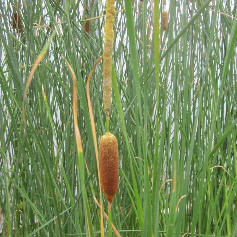 Anglo Aquatics Typha Gracilis 9cm 3 Pack - Image 2